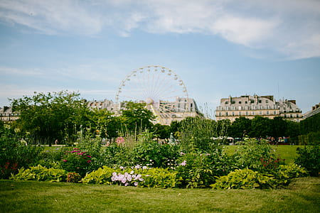 ferris wheel near green plants thumbnail
