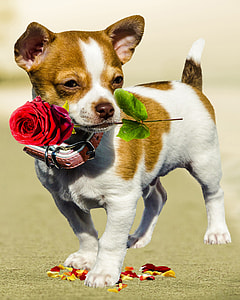 white and brown smooth Chihuahua puppy with red rose flower thumbnail