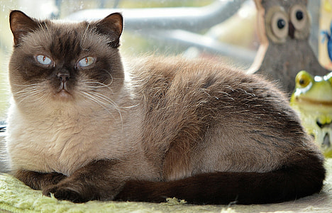 shallow focus photography of siamese cat thumbnail