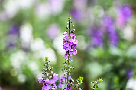 Purple and Green Flower Plant thumbnail