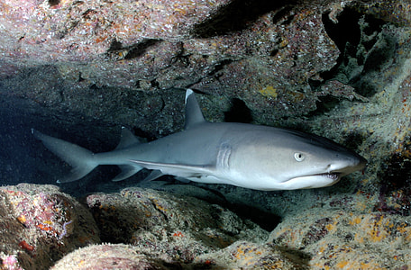 grey Bull Shark underwater photo thumbnail