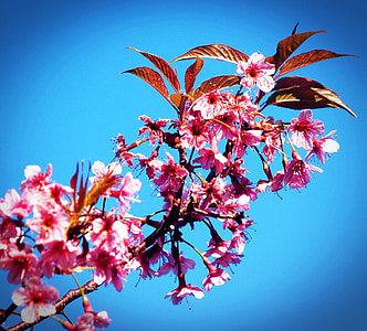 pink petaled flowers thumbnail