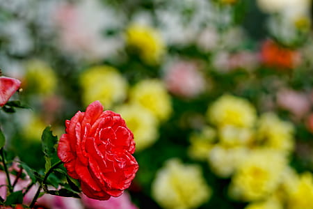 selective focus photo of red rose thumbnail