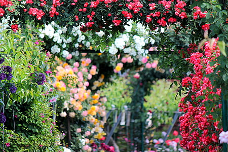 assorted flowers thumbnail