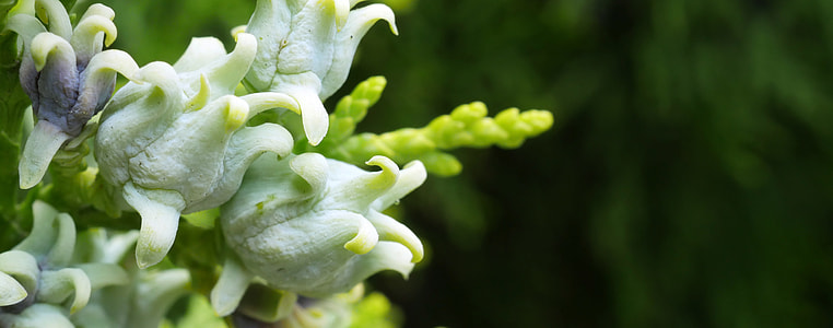 Thuja, Thuja Lebensbaum thumbnail