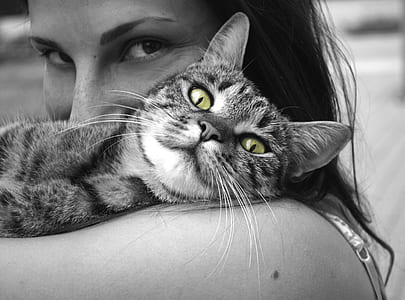grayscale photography of tabby cat thumbnail