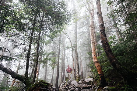 person in red hoodie and white pants standing in the middle of forest thumbnail