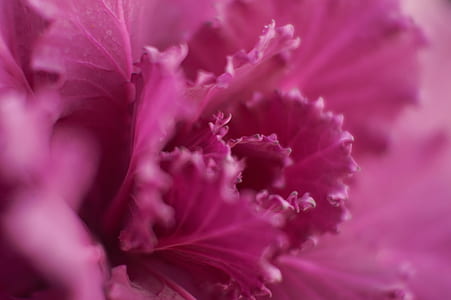 closed up photo of pink petaled flower thumbnail
