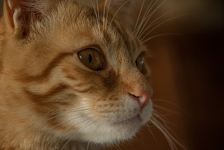 orange tabby cat in closeup shot thumbnail