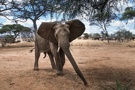 elephant under the trees thumbnail