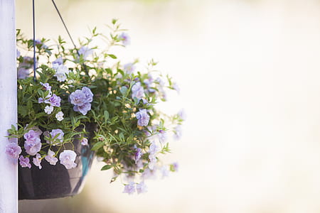 purple petaled flower hanged on window thumbnail