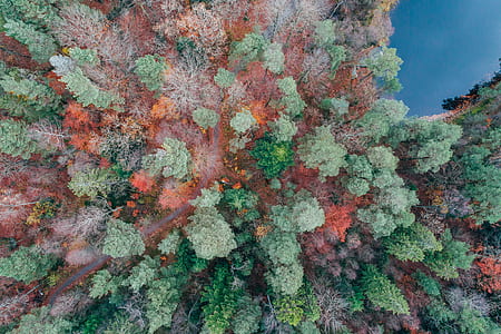 green and pink coral reefs thumbnail