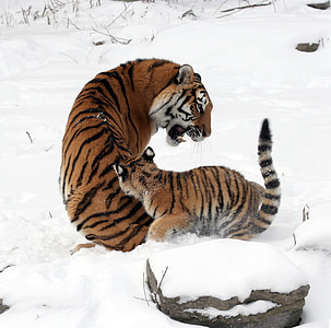 tiger with cub on snow thumbnail