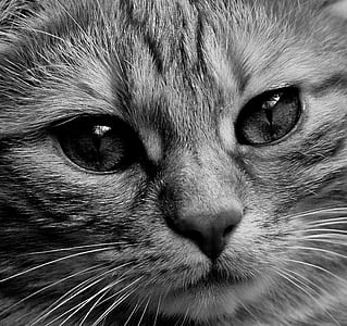 silver tabby cat thumbnail