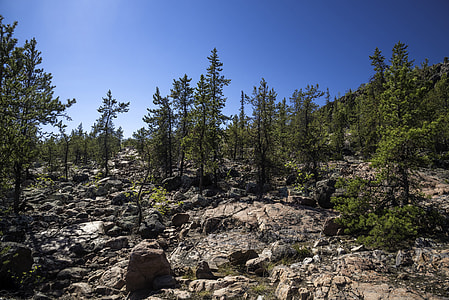 Trees on the rocks on the Ingraham Trail thumbnail