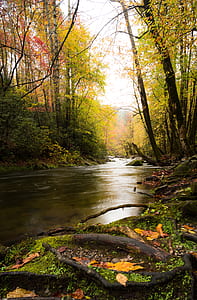 body of water between of forest thumbnail