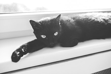 black cat lying near window thumbnail