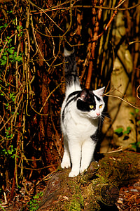 white and black cat perched on trunk thumbnail
