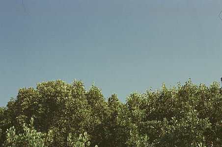 green leafed plants during daylight thumbnail