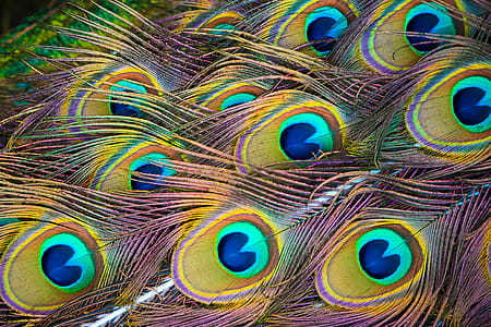 Colorful Peacock Feathers thumbnail