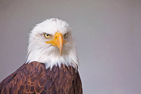 closeup photo of Eagle thumbnail