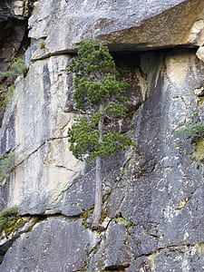 green tree on rock thumbnail