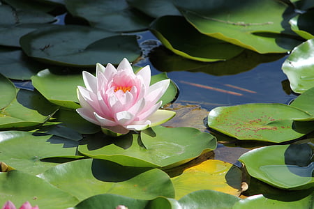 pink Lotus flower thumbnail