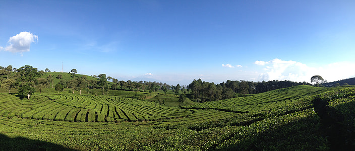 green grass field under blue sky thumbnail