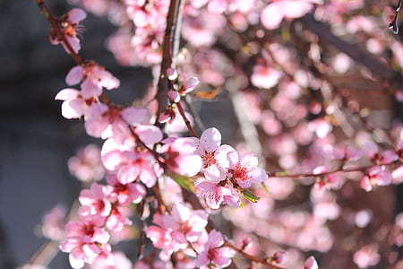 closeup photo of pink cherry blossoms thumbnail