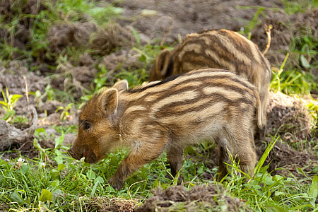 two brown piglets thumbnail