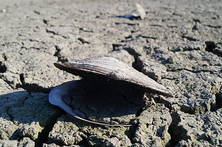 gray clam shell thumbnail
