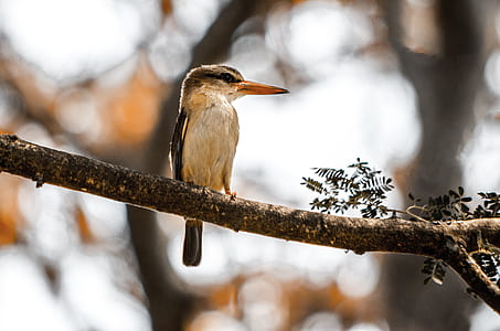gray and white long beaked bird on tree trunk thumbnail