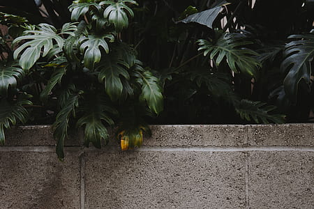 green leafed plant near gray concrete wall thumbnail