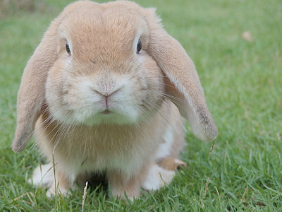 selective focus photography of brown rabbit on green grass thumbnail