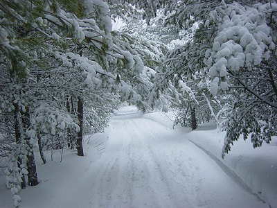 pathway cover by snow surrounded by trees thumbnail