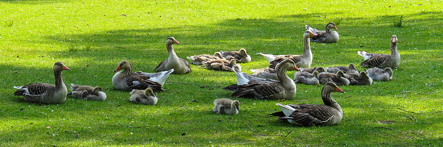 flock of brown ducks on grass field thumbnail