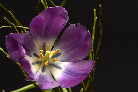 purple tulip in close up photography thumbnail