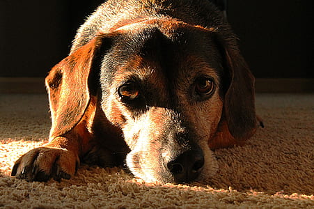 adult tan and black smooth dachshund close-up photo thumbnail