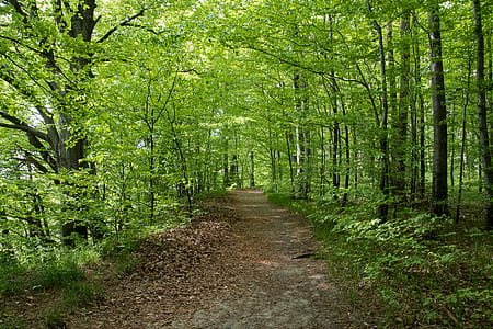 nature photography of road surrounded of trees at daytime thumbnail