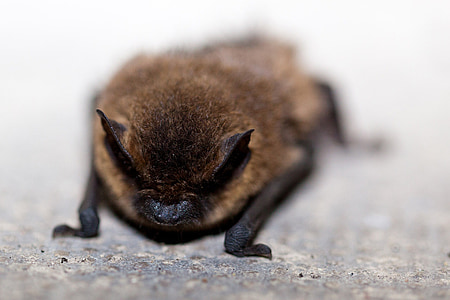 selective focus photograph of bat thumbnail
