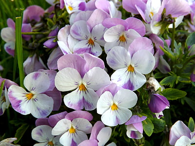 closeup photo of purple and white flowers thumbnail