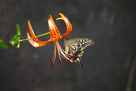 butterfly on orange petaled flower thumbnail