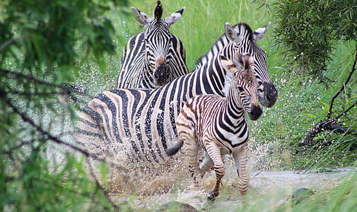 herd of zebras running on puddle of water thumbnail