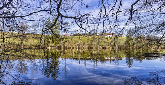 tree branches over body of water thumbnail