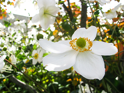white anemone flowers in close-up photography thumbnail