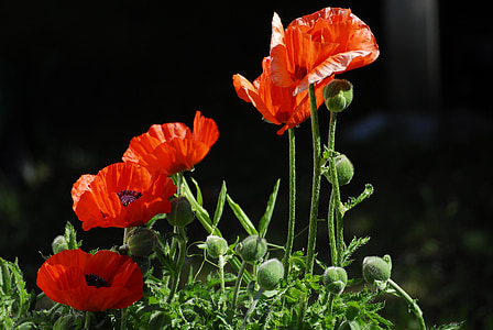 orange petal flowers thumbnail