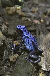 Blue Pfeilgiftfrosch, Poison Dart Frog thumbnail
