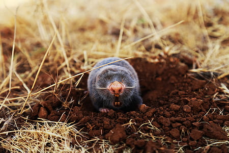 gray mole on brown soil thumbnail