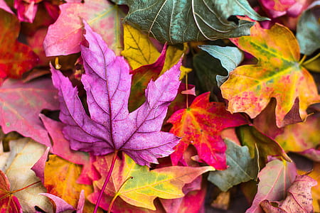 assorted-color maple leaf lot thumbnail