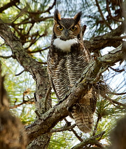 closeup photography of brown and black owl perched on tree thumbnail